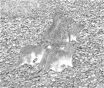 otter Itulau Lanu Lolomi